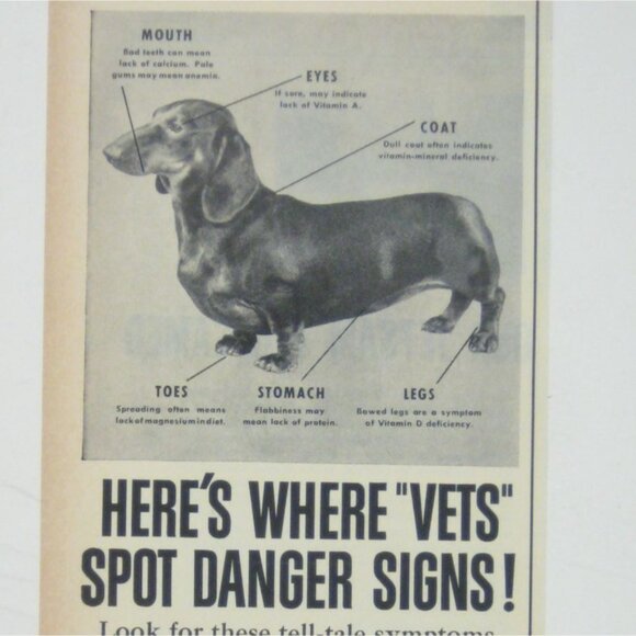 Vintage Gro-Pup Protective Dog Food Advertisement Print 1950s Dachshund AD - Picture 2 of 2
